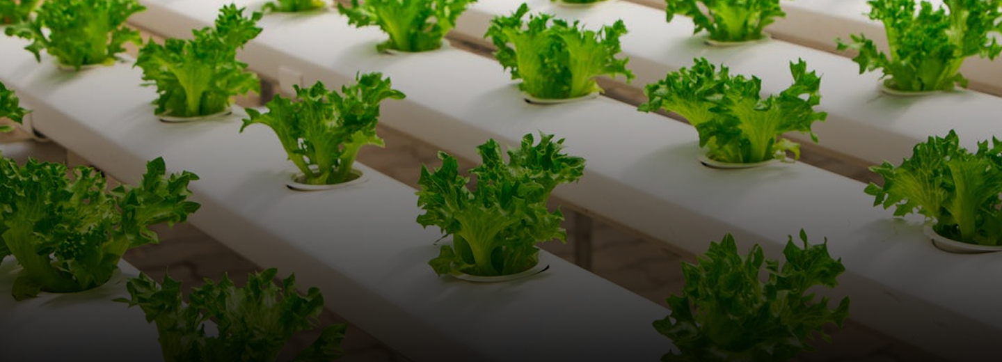 Lajme rreth Nanatura-s